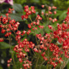 ������� �������-������� �Red Spangles� (��� �������) - ����-��������