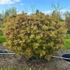���� ������������ "Globosum" (��������) - ����-��������
