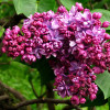 ������ ������������ Violetta ("��������") - ����-��������