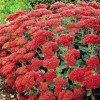 ������ ��������� "Munstead Dark Red" (������� ���� ���) - ����-��������