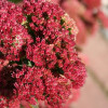������ ��������� "Munstead Dark Red" (������� ���� ���) - ����-��������