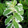 ���� ��������� "Variegata" (���������) - ����-��������