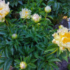 ���� ���������������� "Green Lotus" (���� �����)  - ����-��������