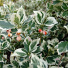 ��������� ������� "Variegatus" (����������) - ����-��������