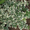 ��������� ������� "Variegatus" (����������) - ����-��������