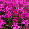 ����� ���������� "Autropurpurea" (������������) - ����-��������
