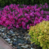 ����� ���������� "Autropurpurea" (������������) - ����-��������