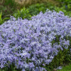 ����� ������������� "Clouds of Perfume" (������ �� ������) - ����-��������