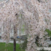������ ����������� "Pendula" (�������) - ����-��������