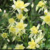 ��������� Spring Magic Yellow ("������ ������ �����") - ����-��������