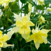��������� Spring Magic Yellow ("������ ������ �����") - ����-��������