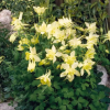 ��������� Spring Magic Yellow ("������ ������ �����") - ����-��������