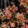 ������������� ������������� Sweet Cherry Tea ("���� ����� ��") - ����-��������