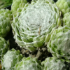 �������� ����������� "Alabaster" (���������) - ����-��������
