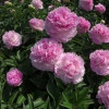  ���� ���������������� "Pink Giant" (���� ������)  - ����-��������