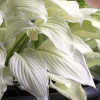 ����� ��������� White Feather ("���� �����")  - ����-��������