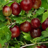 ��������� ������������Hinnonmaki Red ("�������������")� - ����-��������