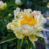 ���� ���������������� "Green Lotus" (���� �����)  - ����-��������