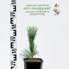 ���� (����� ��������) Compacta Glauca ("�������� ������") - ����-��������