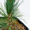 ���� (����� ��������) Compacta Glauca ("�������� ������") - ����-��������