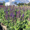 ������ ��������� Compact Violet ("������� ������") - ����-��������