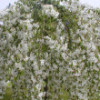 ������ ����������� "Pendula" (�������) - ����-��������