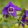 ��������� ��������� "Jewel Deep Purple" (������ ���� �����) - ����-��������