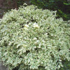 ��������� ������� "Variegatus" (����������) - ����-��������