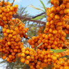 �������� ������������� Friesdorfer Orange ("���������� �����") - ����-��������