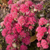 ������ ��������� "Munstead Dark Red" (������� ���� ���) - ����-��������