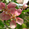 ������ ����������� "Pendula" (�������) - ����-��������