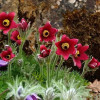 �������� ������������ "Pinwheel Dark Red Shades" (������� ���� ��� �����) - ����-��������
