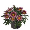 ������� ����������� Zany Pink ("���� ����") - ����-��������
