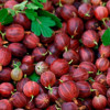 ��������� ������������Hinnonmaki Red ("�������������")� - ����-��������
