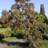 �������� ������������� Friesdorfer Orange ("���������� �����") - ����-��������