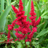 �������� ������� "Burgundy Red" (�������� ���) - ����-��������
