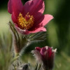 �������� ������������ "Pinwheel Dark Red Shades" (������� ���� ��� �����) - ����-��������