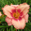 �������� ��������� "Strawberry Candy" (�������� �����) - ����-��������