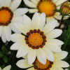 ������� ����������� Zany White ("���� ����") - ����-��������