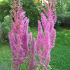 �������� "Davidii"  - ����-��������