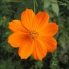 ������ �����-����� Cosmic Orange ("������ �����") - ����-��������