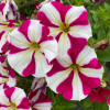 ������� ��������� "TR Magenta Star" - ����-��������