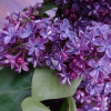 ������ ������������ Violetta ("��������") - ����-��������