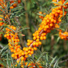 �������� ������������� Friesdorfer Orange ("���������� �����") - ����-��������