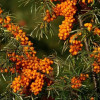 �������� ������������� Friesdorfer Orange ("���������� �����") - ����-��������