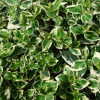 ��������� ������� "Emerald Gaiety" (�������� �����) - ����-��������