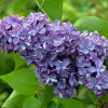 ������ ������������ Violetta ("��������") - ����-��������