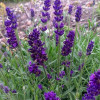 ������� ����������� "Dwarf Blue" (���� ���) - ����-��������