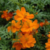 ������ �����-����� Cosmic Orange ("������ �����") - ����-��������