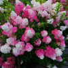 ��������� ����������� "Frise Melba" (����� ������) - ����-��������